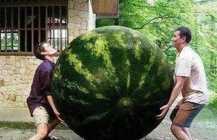 热门大瓜,热门大瓜背后的惊人真相